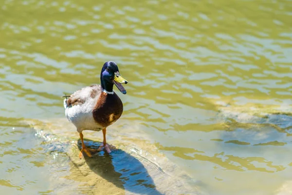 Canard Colvert Mâle Adulte Anas Platyrhynchos Bord Rivière Avec Son — Photo