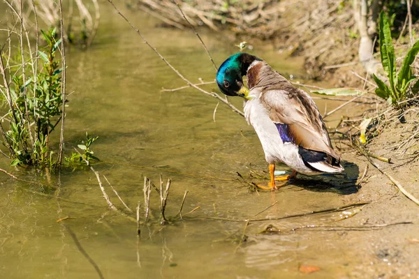 Canard Colvert Mâle Adulte Près Rivière Nettoyant Ses Plumes — Photo