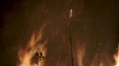 Dünyanın en büyük ekosistemi olan tropikal Amazon, inekler ve soya fasulyesi ekinleri için yasa dışı yakma ile yok edildi..