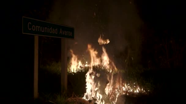 Amazonie Tropicale Grand Écosystème Considéré Comme Les Poumons Terre Détruit — Video