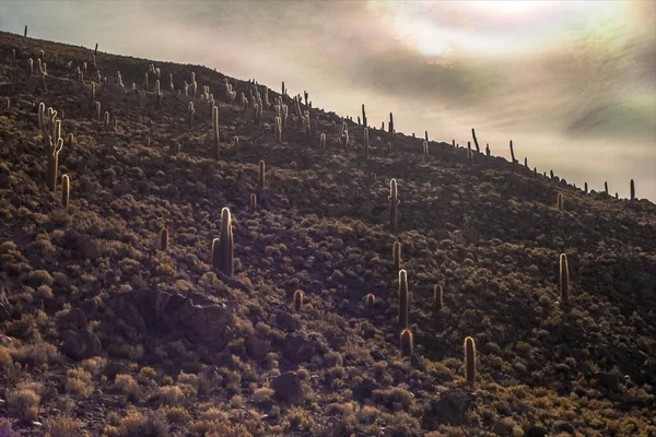 Colline Sèche Désert Couverte Cactus Coucher Soleil Avec Ciel Nuageux — Photo