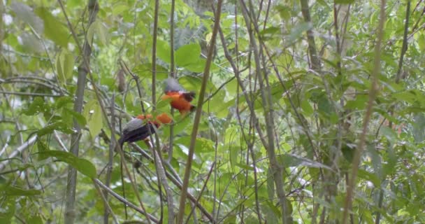 Rupicola Peruano Pie Sobre Una Rama Árbol Mientras Llueve Bosque — Vídeo de stock