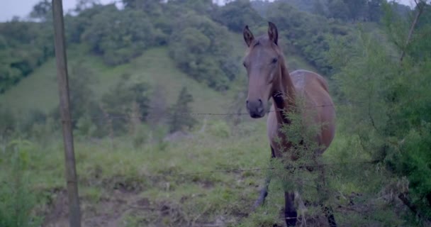 Pojedynczy Cienki Koń Ogrodzeniem Drutu Kolczastego Polu — Wideo stockowe