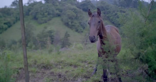 Caballo Simple Delgado Detrás Una Cerca Alambre Púas Campo — Vídeo de stock