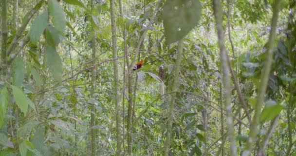 Rupicola Peruvianus Стоящая Ветке Дерева Пока Греется Лесу — стоковое видео