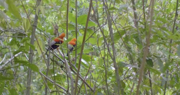 木の枝に立つルピコラ ペルービアヌス森の中で雨が降っている間 — ストック動画