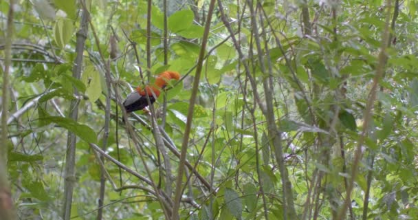 Rupicola Peruvianus Stojí Větvi Stromu Zatímco Prší Lese — Stock video
