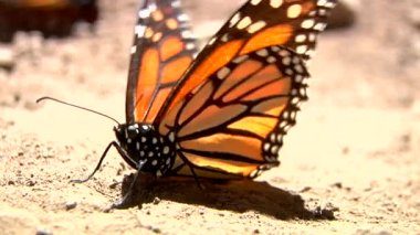 Güzel Turuncu ve Siyah Kral Kelebeği (Siproeta Epaphus) Sahada duruyor
