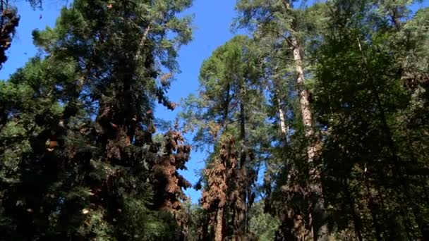 Muitas Borboletas Monarca Laranja Preta Siproeta Epaphus Voando Através Árvores — Vídeo de Stock