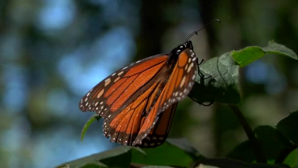 オレンジと黒のモナーク蝶 Siproeta Epaphus 緑の葉の上に立つ — ストック動画