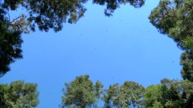 Birçok Portakal ve Siyah Kral Kelebeği (Siproeta Epaphus) Michoacan, Meksika 'daki Ormanda Ağaçların Arasında Uçar