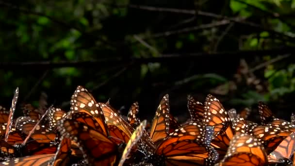 Egy Csapat Narancs Fekete Uralkodó Pillangó Siproeta Epaphus Együtt Csapkodják — Stock videók