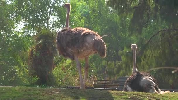 Twee Struisvogels Rusten Een Halte Andere Zit Het Gras Naast — Stockvideo