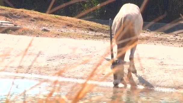 Antílope Oryx Con Solo Cuerno Agua Potable Corriente — Vídeos de Stock