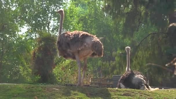 Twee Struisvogels Rusten Een Halte Andere Zit Het Gras Naast — Stockvideo