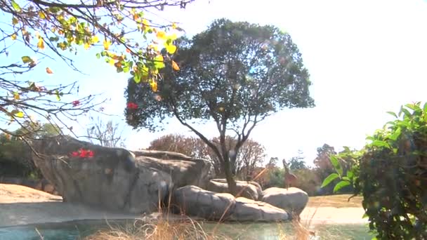 岩に囲まれた木ラグーンの隣には 遠くにキリンが歩いているのが見えます — ストック動画