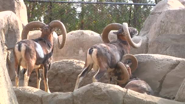 Two Large Horned Ram Standing One Sitting Licking One — Stock Video