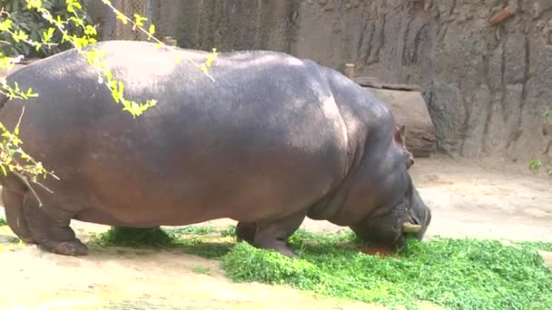 ヒッポ彼の周りにいくつかのハエで草を食べる — ストック動画