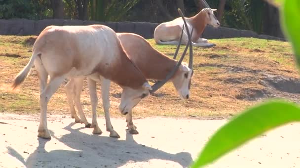 Antílope Oryx Con Dos Cuernos Rodea Cuello Otro Antílope Que — Vídeos de Stock