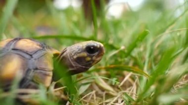 Küçük Kaplumbağa Bahçede Kuru ve Yeşil Çimlerde Yürüyor
