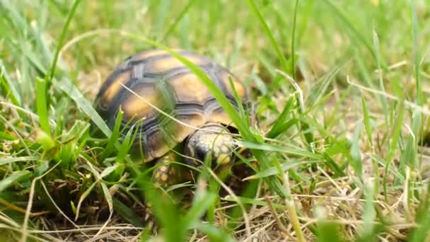 Pequeña Tortuga Mirando Cámara Jardín Con Hierba Verde Seca — Vídeos de Stock