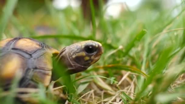 Pequena Tartaruga Andando Grama Seca Verde Jardim — Vídeo de Stock