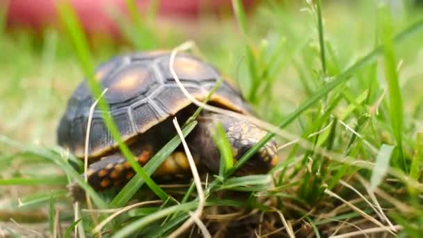 Little Turtle Walking Dry Green Grass Garden — Stock Video