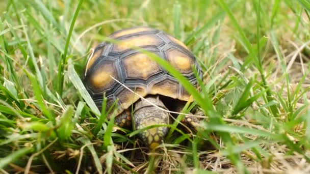 Kleine Schildkröte Frisst Trockenes Gras Einem Grünen Garten — Stockvideo