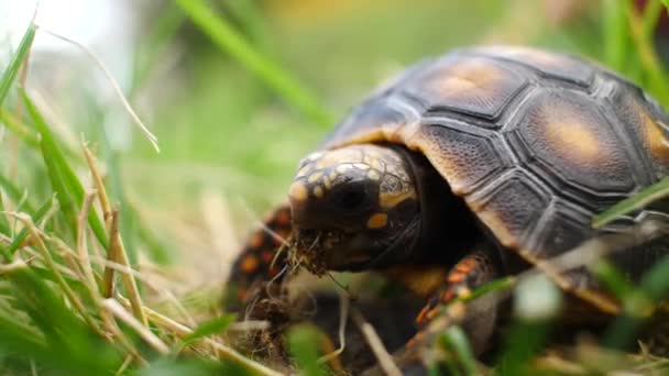 Pequeña Tortuga Comiendo Excremento Jardín Verde Seco — Vídeo de stock