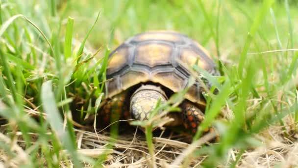 Petite Tortue Mangeant Herbe Sèche Dans Jardin Vert — Video