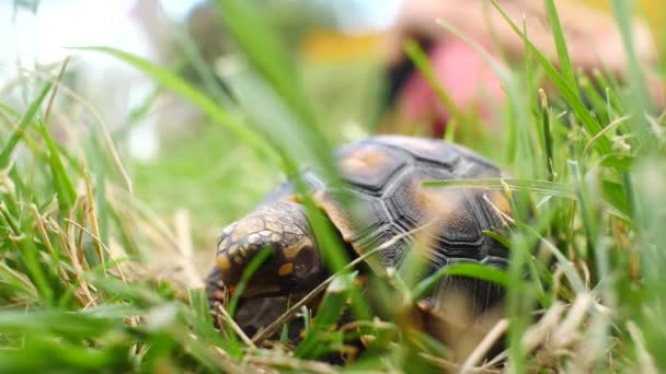 Piccola Tartaruga Che Mangia Erba Secca Sporca Giardino Verde Asciutto — Video Stock