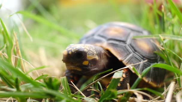 Liten Sköldpadda Som Håller Tyst Torrt Och Grönt Gräs Trädgård — Stockvideo