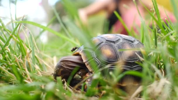 Piccola Tartaruga Che Mangia Escrementi Giardino Verde Asciutto Con Una — Video Stock