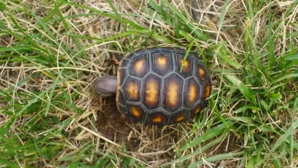 Little Turtle Eating Dry Grass Green Garden — Stock Video