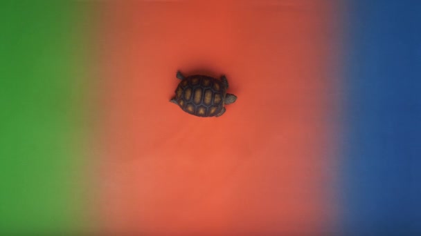 Liten Land Sköldpadda Olika Färgade Bakgrund — Stockvideo
