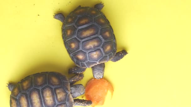 黄色の背景にニンジンを食べるしようとしている小さな土地のカメ — ストック動画