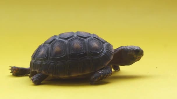 Small Land Turtle Yellow Background — Stock Video