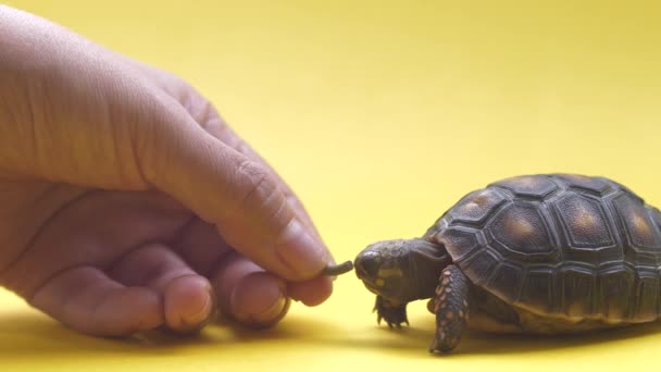 Mão Mulher Alimentando Uma Pequena Tartaruga Terrestre Fundo Amarelo — Vídeo de Stock