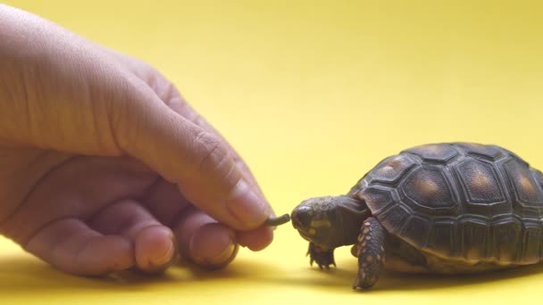 Mano Mujer Alimentando Una Pequeña Tortuga Terrestre Fondo Amarillo — Vídeos de Stock