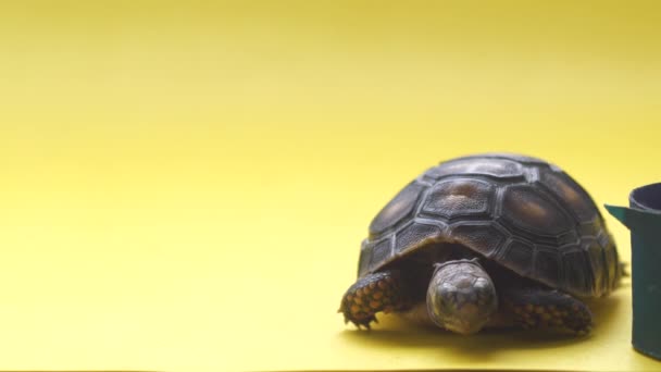 Tartaruga Terrestre Pequena Fundo Amarelo — Vídeo de Stock