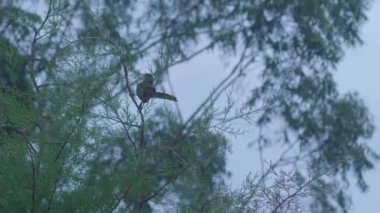 Siyah ve Sarı Tepeli Oropendola Tahta bir kütüğün üzerinde duruyor Bir parça muz yiyor