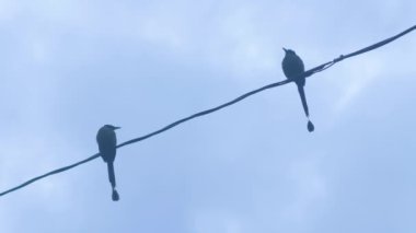 İki Motmot (Momotus aequatorialis), Doğal Yaşam Alanı Subtropikal Montan Ormanları 'dır.