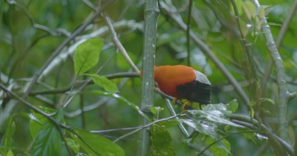 Rupicola Peruvianus Steht Auf Einem Ast Während Wald Regnet — Stockvideo