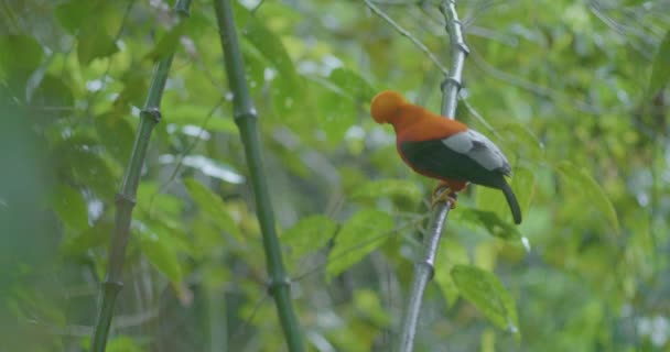 Rupicola Peruvianus Ramo Árvore Enquanto Chove Floresta — Vídeo de Stock