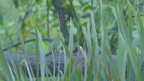 Toucanet Esmeralda Pássaro Pequeno Que Come Banana Tronco Madeira — Vídeo de Stock