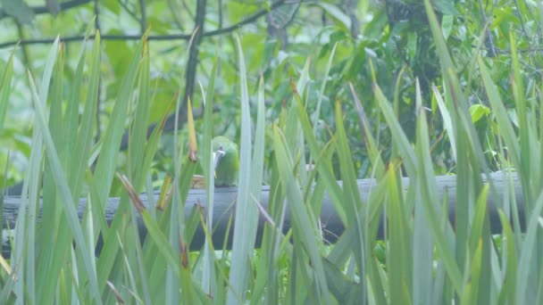 Emerald Toucanet Petit Oiseau Qui Mange Banane Sur Tronc Bois — Video