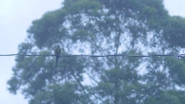 Motmot (Momotus aequatorialis), Ağaç Arkaplanı olan bir elektrik kablosunun üzerinde duruyor.