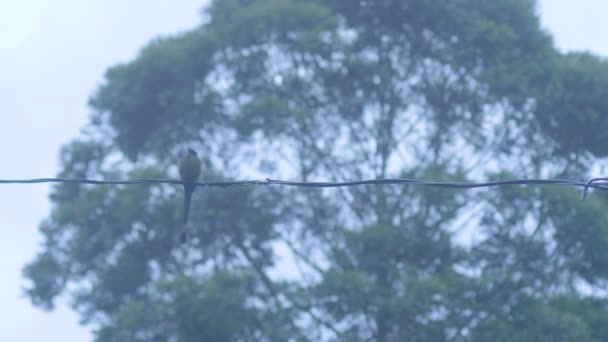 Motmot Momotus Aequatorialis Áll Egy Elektromos Kábel Egy Háttér — Stock videók