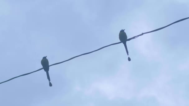 Dois Motmot Momotus Aequatorialis Pássaro Que Seu Habitat Natural Subtropical — Vídeo de Stock