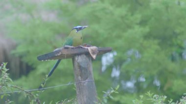 Motmot (Momotus aequatorialis) bir tahta kütüğün üzerinde duruyor ve muz yiyor.